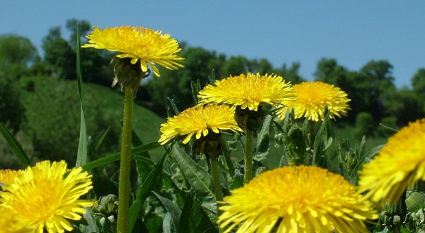Dandelions on a field