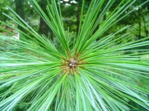 detail of edible pine tree needles