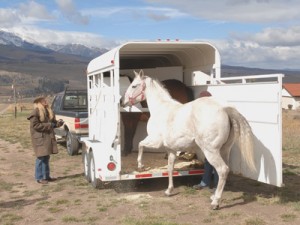 horse trailer accessories