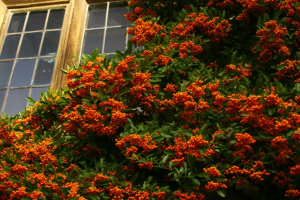 pyracantha-resized-600