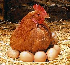 Hen-with-eggs.jpg
