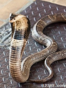 Survivopedia Snakes as spooky pets