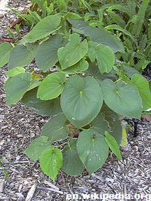 Survivopedia Kava Kava