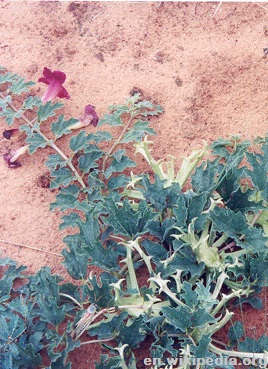 Survivopedia Devil’s Claw