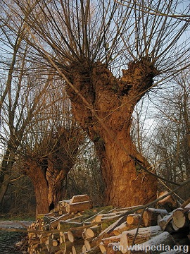 Willow tree in the winter