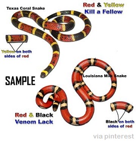 Coral snake versus Louisiana Milk Snake
