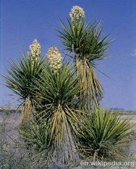 yucca desert spiky fruit plants plant round edibles survivopedia eaten wild grow leaves fan many into