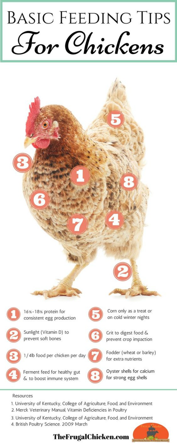 Chicken feeding tips 