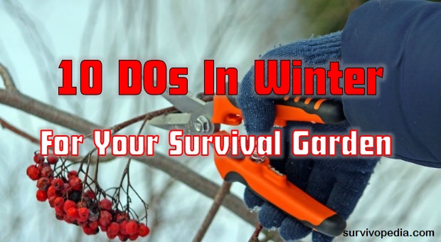 Winter Gardening Dos