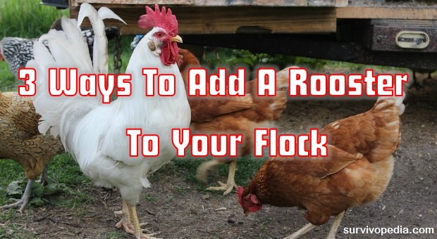 Rooster Flock