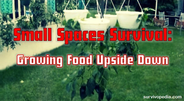 survivopedia-small-spaces-survival-growing-food-upside-down