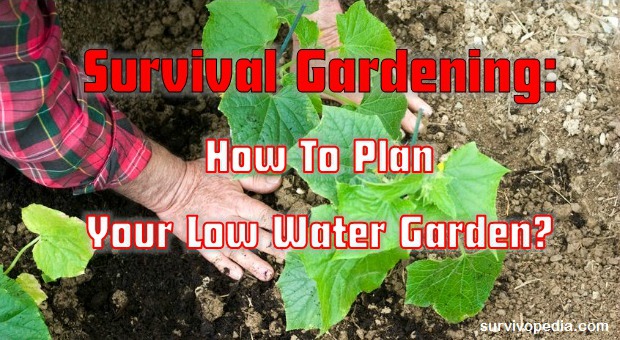 Low Water Gardening 