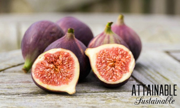 figs-purple
