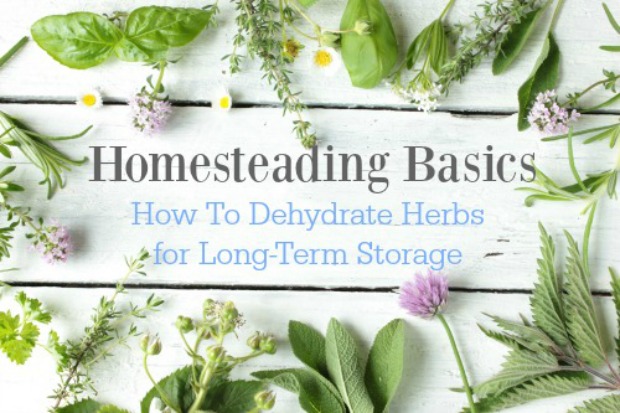 dehydrating-herbs-for-storage