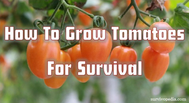 How to Grow Tomatoes for Survival