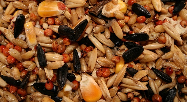 Mix of seeds to save for survival purposes