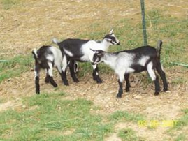 Alpine Goat