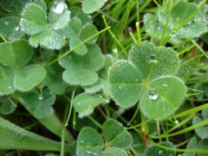 detail of edible three leaf clover