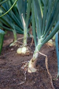 detail of onions in soil