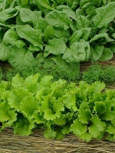 closeup of lettuce leafs