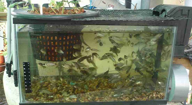 Fish For Aquaponics System - Survivopedia