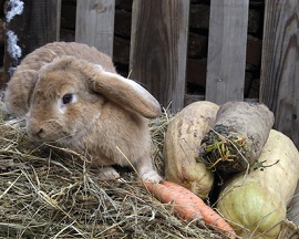 Rabbit on heap of straws 