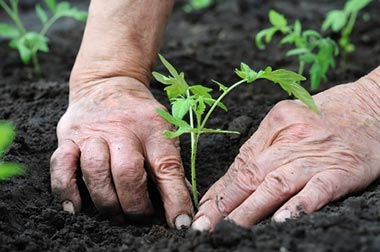 hands planting vegetables in soil