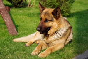 20110425_German_Shepherd_Dog_8473