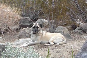 Ali(Baba)_an_Anatolian_Shepherd_2012