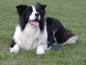 Border_Collie-1