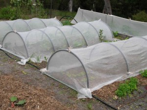 Hoop-House 