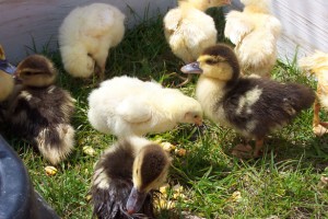 chicks-and-ducklings-23441280233424wiv3