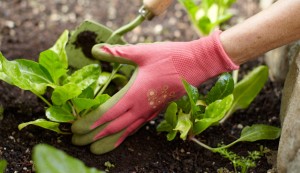 Hand with red gardening glove, planting vegetables in soil