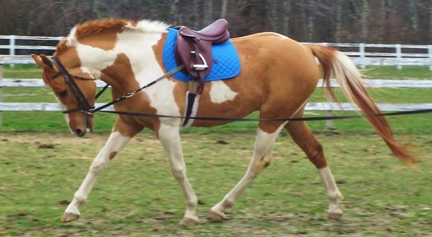 White and brown horse