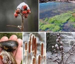 Wild Winter Edibles