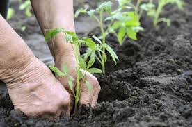 Hands putting plant in soil