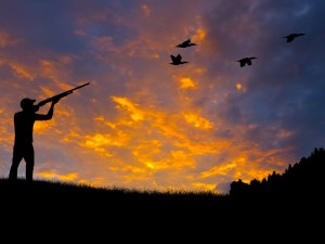 hunting birds on sunset background