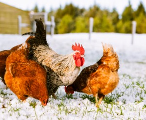 get chickens ready for winter