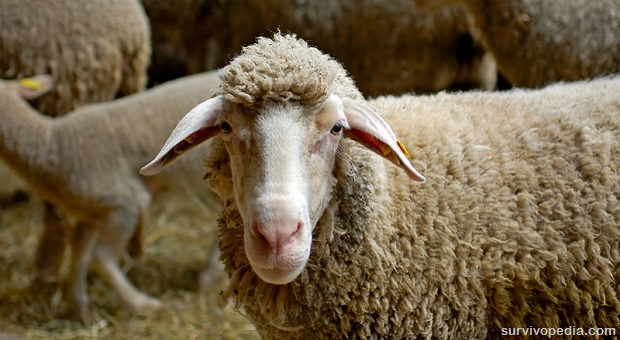 sheep close up