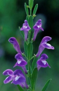 Bush's Skullcap