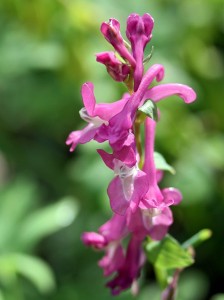 Corydalis flower