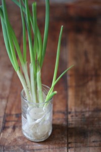 Growing Scallions