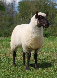clun forrest sheep