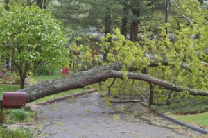 Tree Falls Across Street