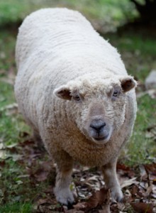 merinos sheep