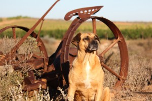 dog protecting farm