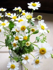 feverfew