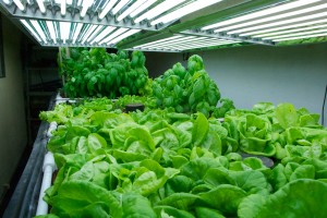 lights in the growroom