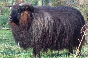 icelandic sheep