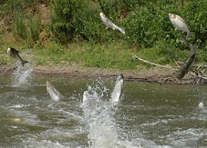 jumping-fish-front